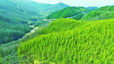【携手奔赴现代化的明天】《光明日报》与《宁夏日报》合作采写报道《春到六盘山，这漫山遍野的绿呀……》